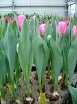 [Jumbo Pink. 27 12 05.JPG]